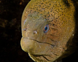 old man Moray. canon G10 by Andrew Macleod 
